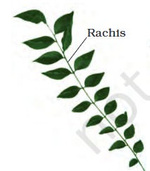 <p>type of leaf</p>