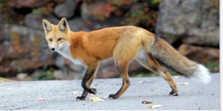 <p>Genus,species,habitat?</p>
