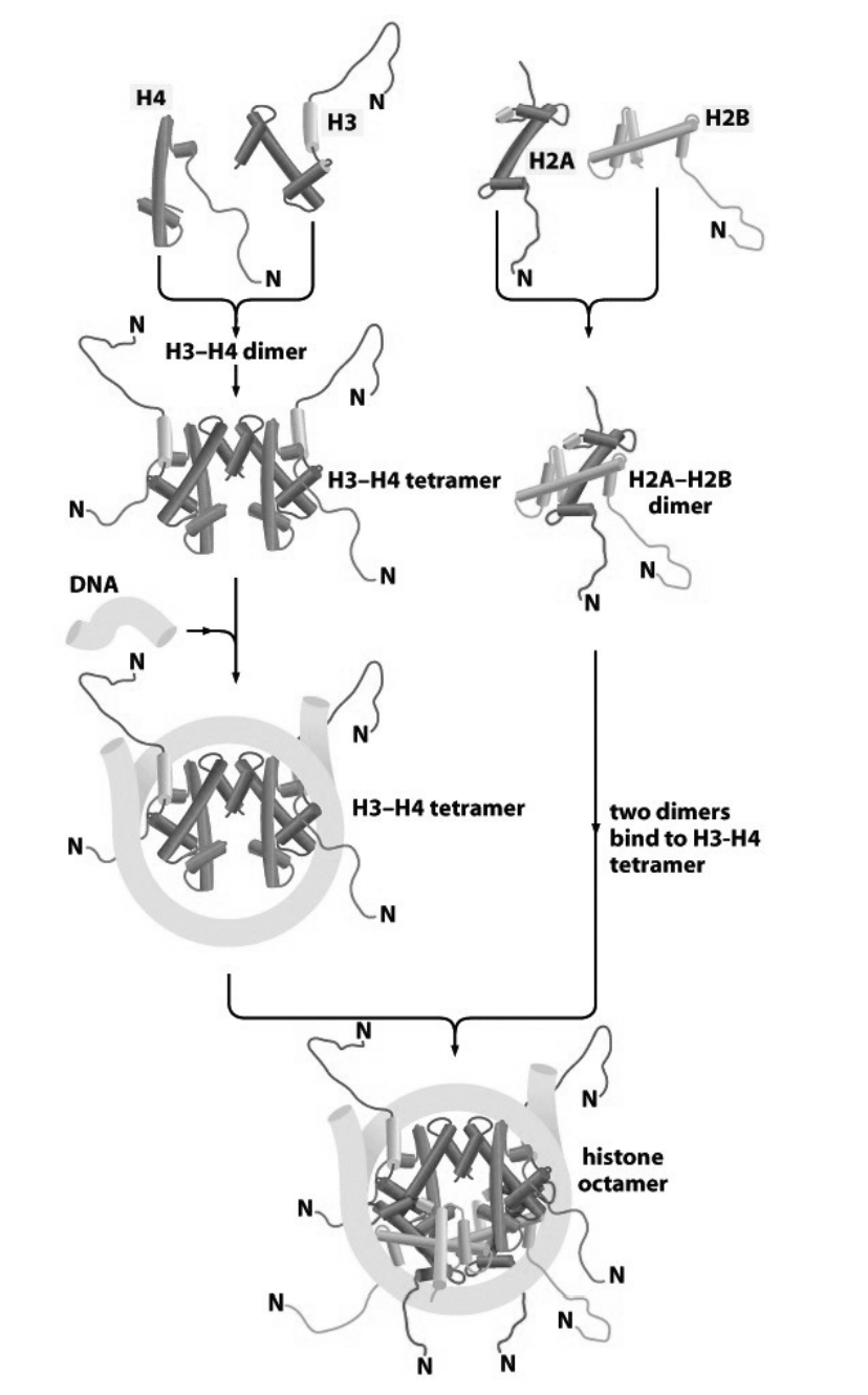<ol><li><p>tetramer of (H3-H4)<sub>2</sub>&nbsp;contacts DNA</p></li><li><p>this is subsequently joined by<strong> two</strong>&nbsp;H2A-H2B dimers</p></li></ol><p></p>