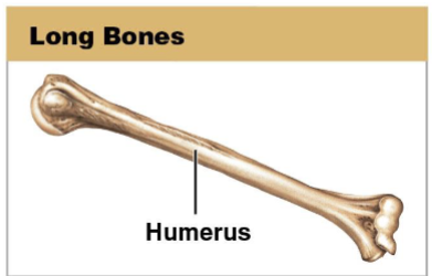 <p>Relatively long and slender bones.</p>