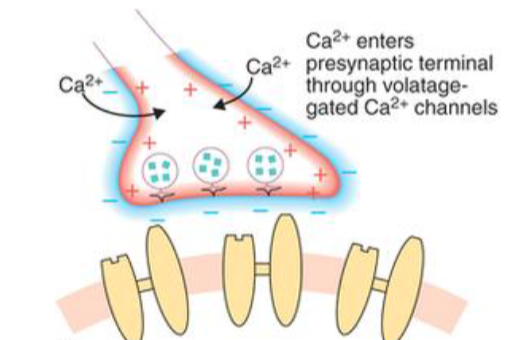 <p>active chemical synapse </p>