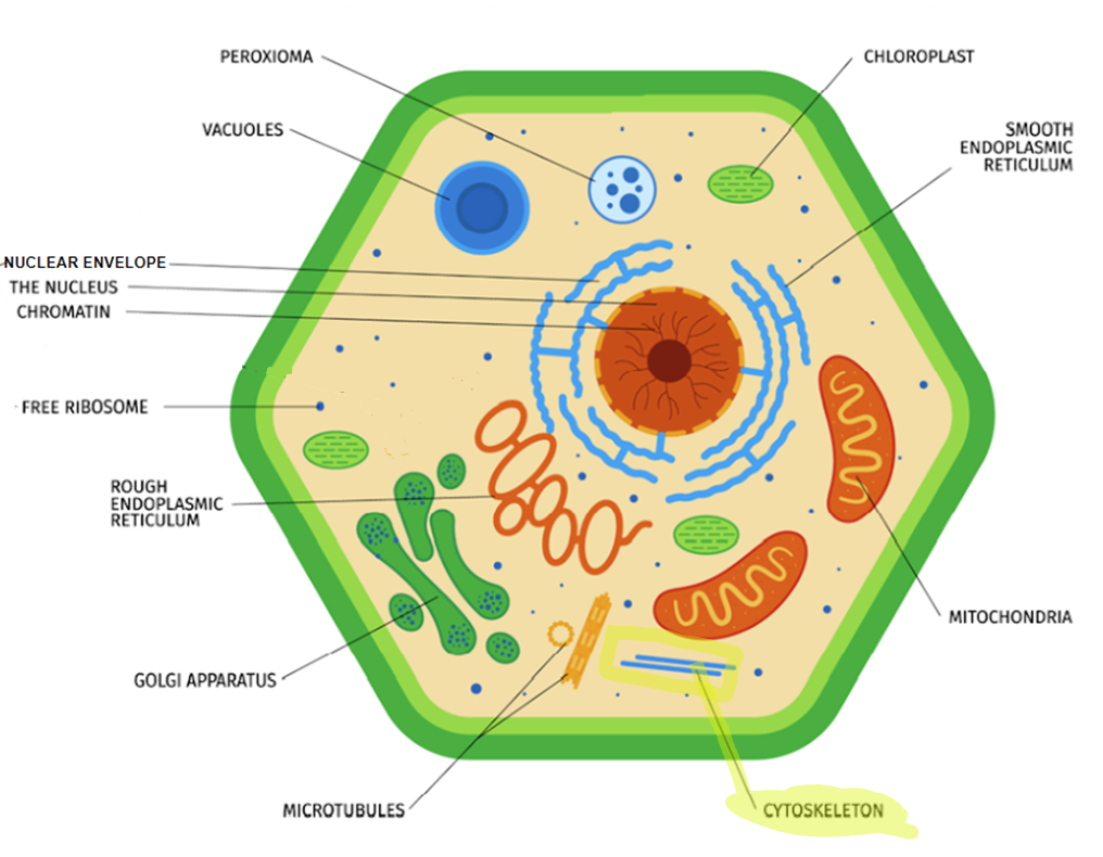<p>Made of actin, microtubules, and microfilaments. Aids in cell movement and keeps its shape. </p>