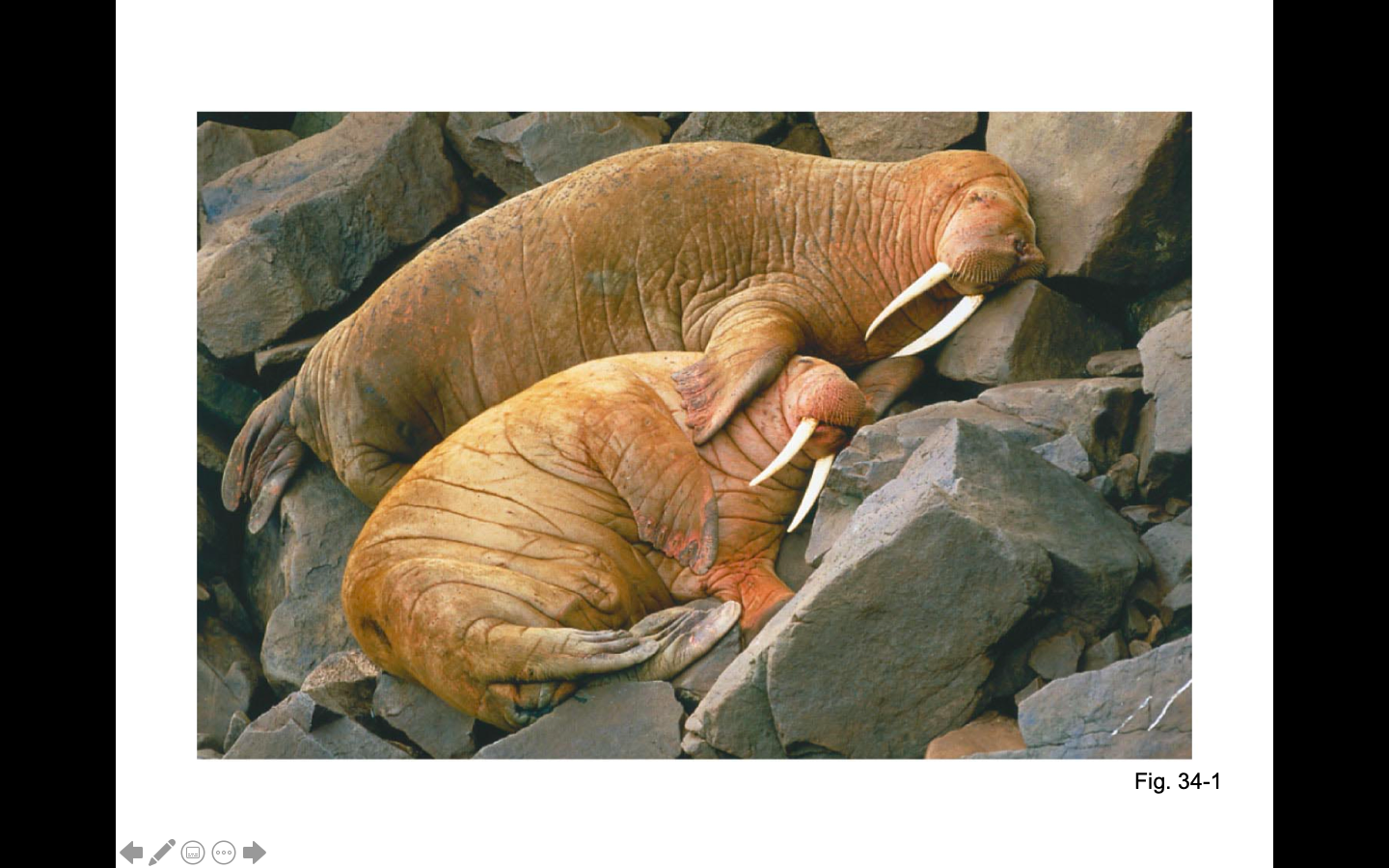 Why is fat used in the animal kingdom?  What advantages or disadvantages does it have?