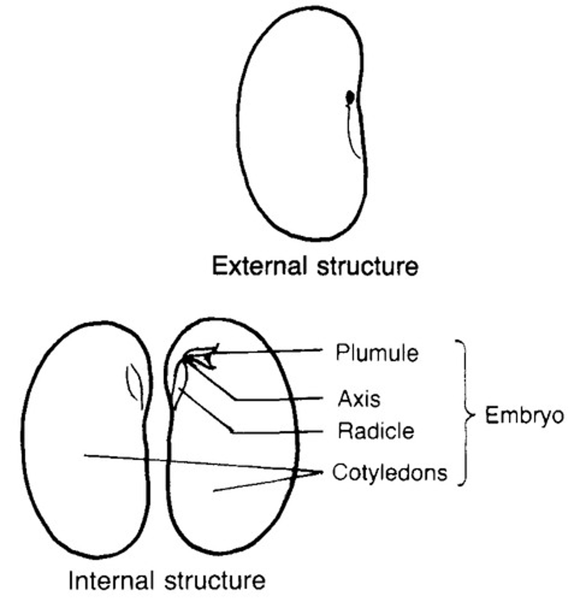<p>Monocot or dicot?</p>