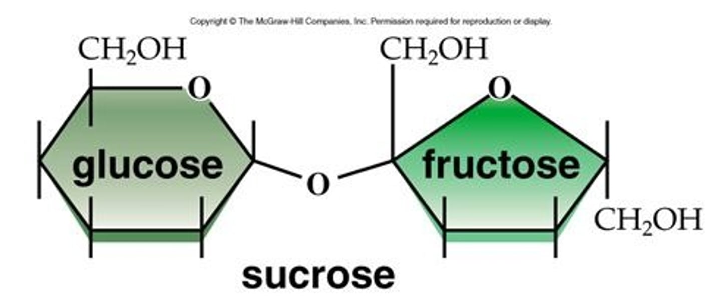 <p>- Alpha Glucose + Fructose </p><p>- Alpha <span class="bgP">1-5</span> glycosidic bond</p>