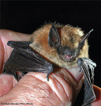 <p>Small-Footed Bat</p>