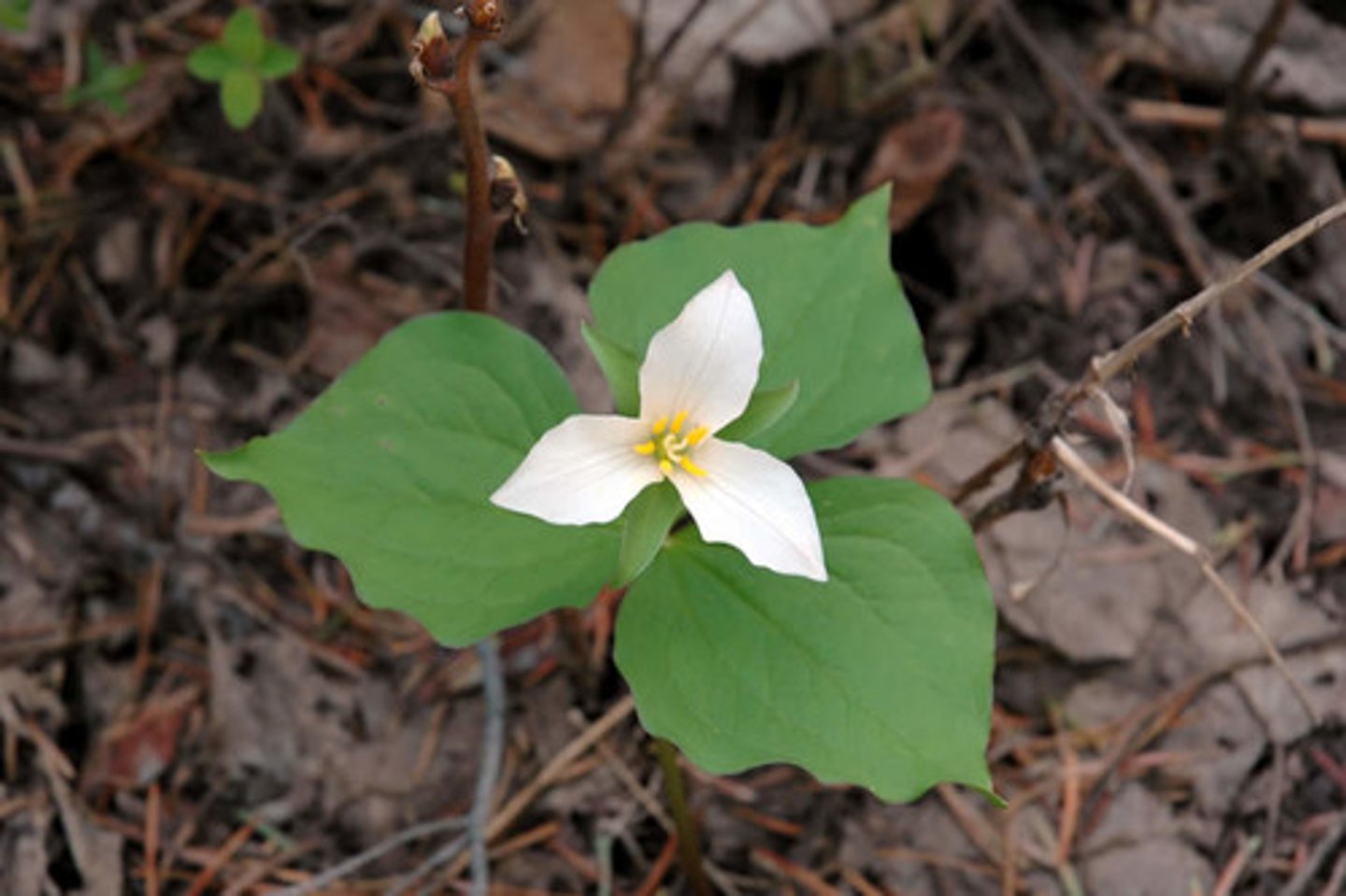 <ul><li><p>3-merous flower with highly differentiated petals and sepals</p></li><li><p>3 leaves with net veins</p></li></ul><p>Species</p>
