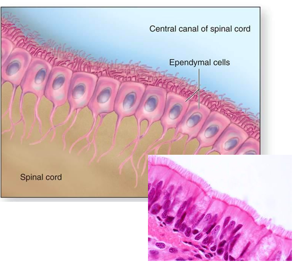 <p>ependymal cells</p>
