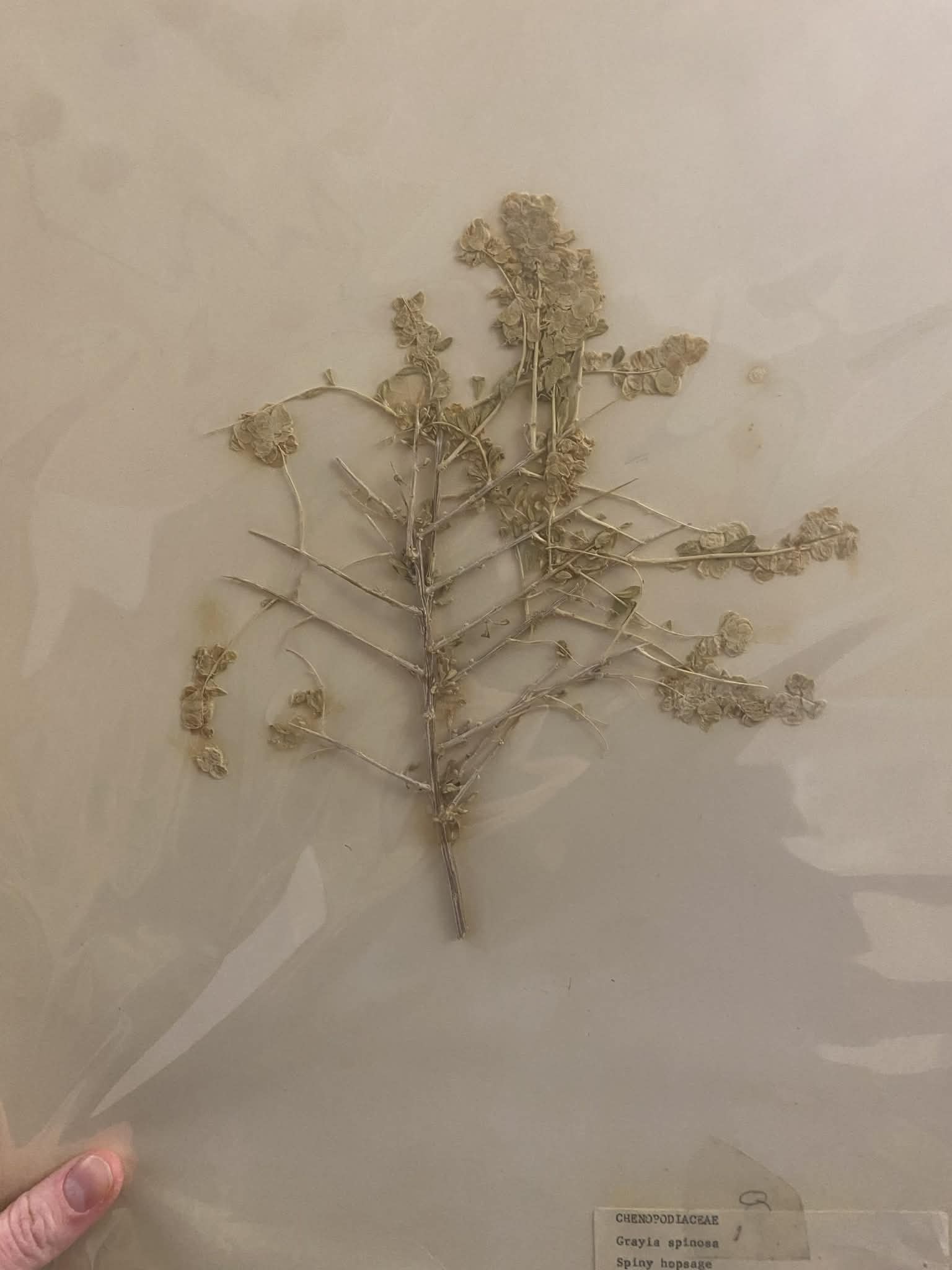 <p>Chenopodiaceae, P, N, Grayia spinosa, Spiny Hopsage</p>