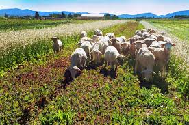 <p>an intensive commercial system that combines the cultivation of crops with the raising of livestock on the same farm</p>
