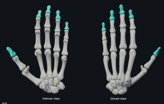<p>Allow flexion and extension of fingers</p>