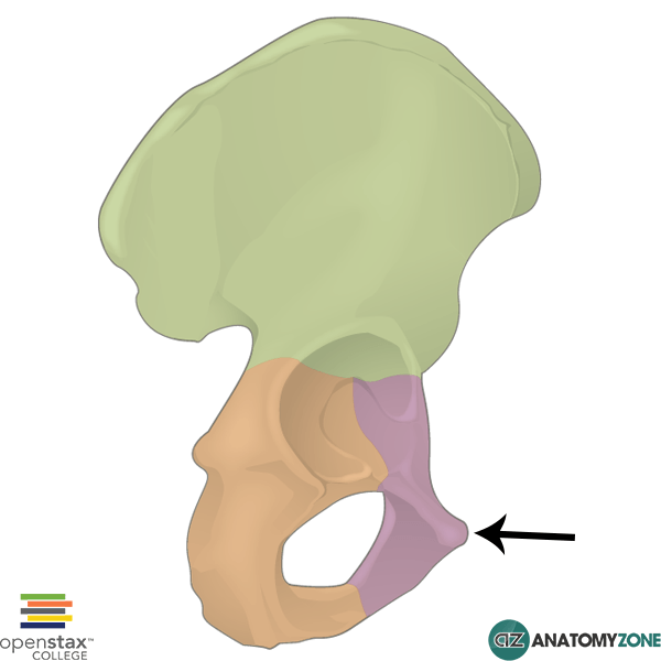 <p>A small, bony prominence on the superior part of the pubic bone that serves as an attachment point for the inguinal ligament. </p>