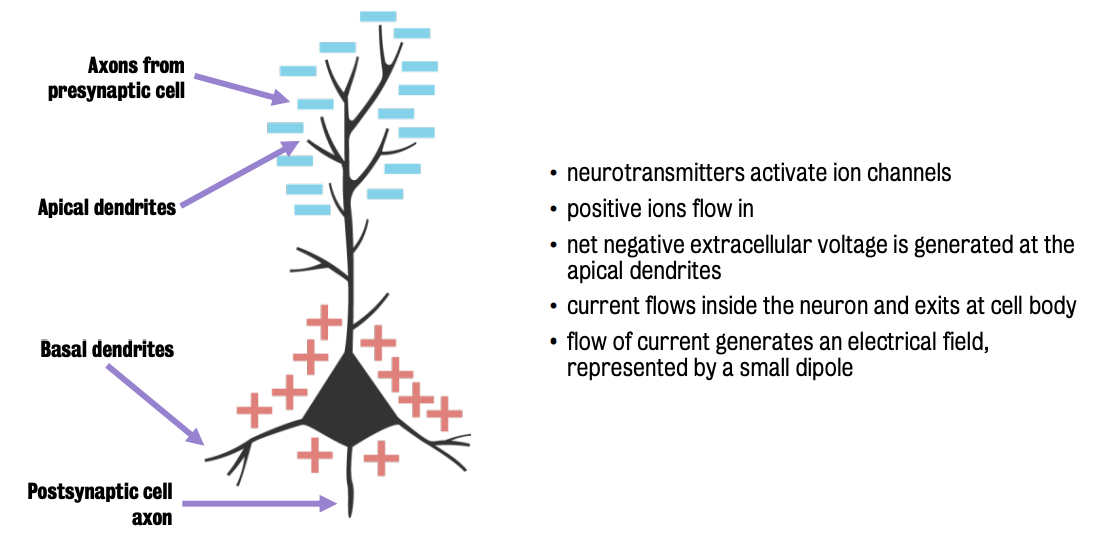 Overview of neuronal activity