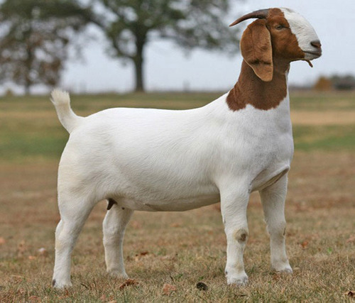 <p>What is this goat breed?</p>