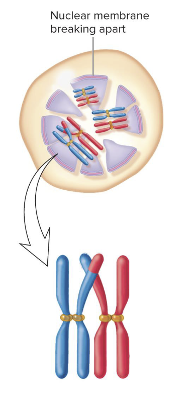 <p>In meiosis, when does the nuclear break apart? </p>