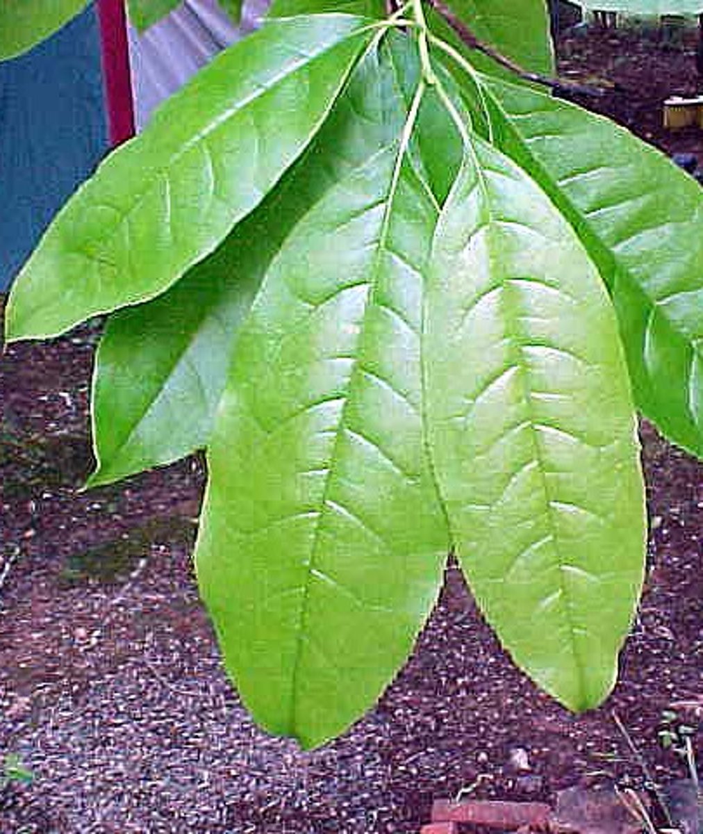 knowt flashcard image