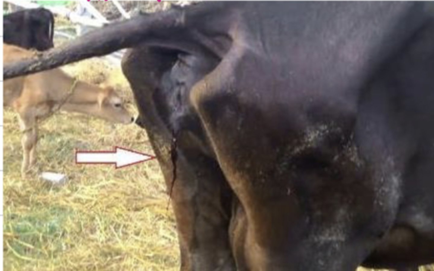 <p>urine this color can indicate ______ anemia</p>