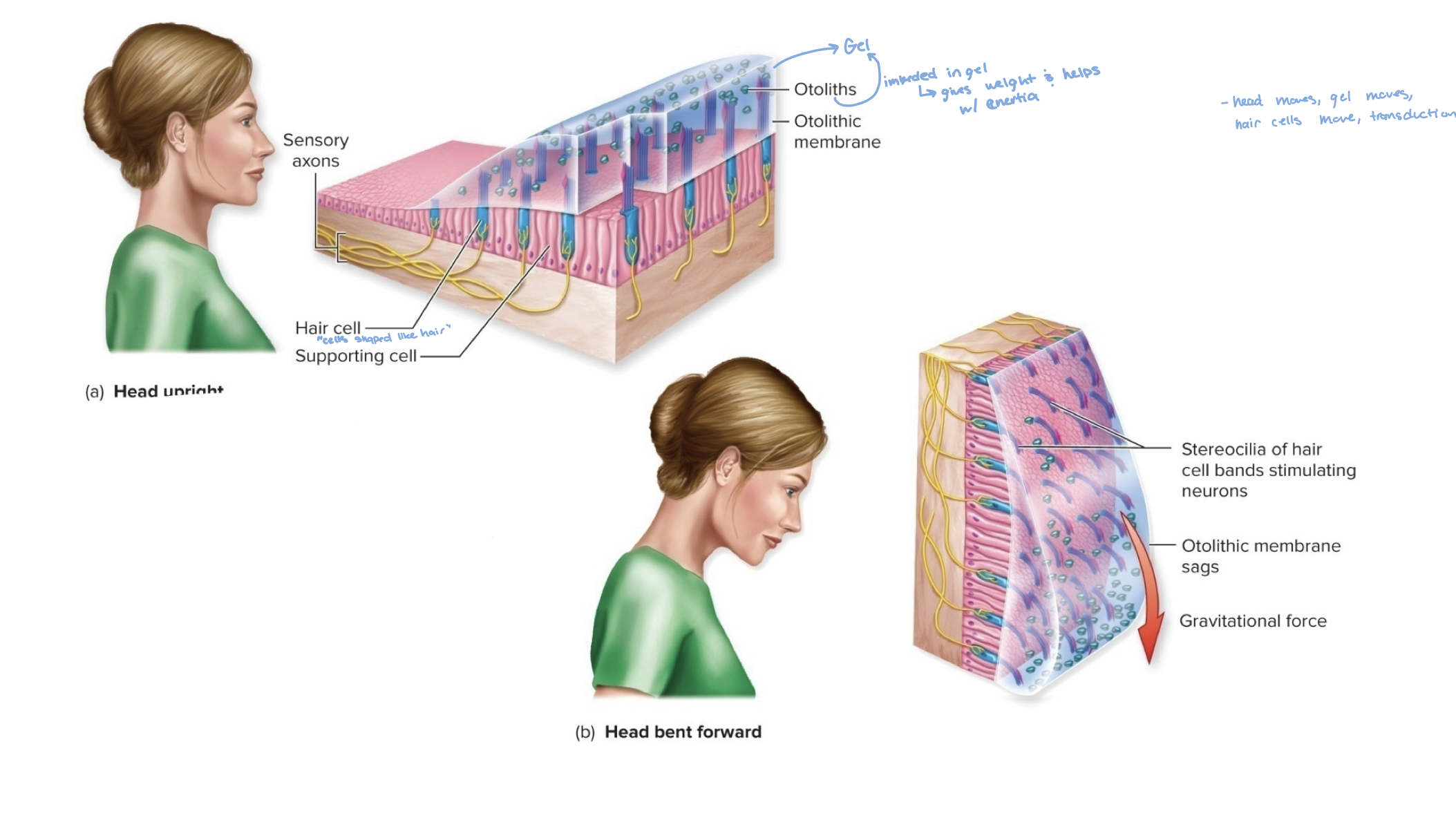 <p>otoliths (tiny stones) are inside a gelatinous substance that covers hair cells in the utricle and saccule.</p><p>[when head moves, the gel moves causing the hair cells to move, which sends signals to brain]</p>