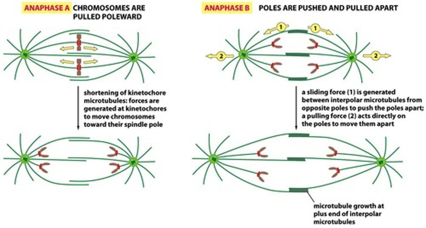 <p>Cohesion is cleaved, microtubules will pull sister chromatids apart, centrosome separate</p>
