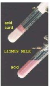 <ul><li><p><strong>*A = Pink (Acidic), C = Curd (Solid), G = Gas (CO2 gas cracks)</strong></p></li><li><p><strong>pH: </strong>Acid</p></li><li><p><strong>Color: </strong>Pastel Pink Milk + Hard Curd (Solid) + Gas Cracks</p></li></ul><p></p><p></p>