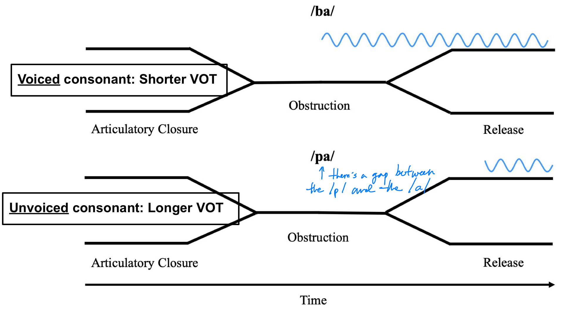 <p>refers to the duration between the release of a plosive/stop sound and the beginning of vocal fold vibration; voiceless consonants have <strong>longer </strong>VOT than voiced consonants</p>