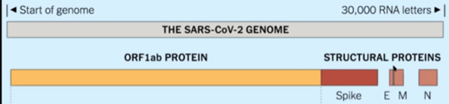 <p>large part of SARS=CoV-2 genome that codes for a mega-protein that is then cleaved into 16 non-structural proteins</p>