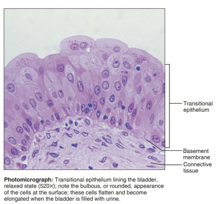 <p>function: stretches readily and permits distension of urinary organ by contained urine</p><p></p><p>Location: lines the ureters, urinary bladder, and part of the urethra</p>