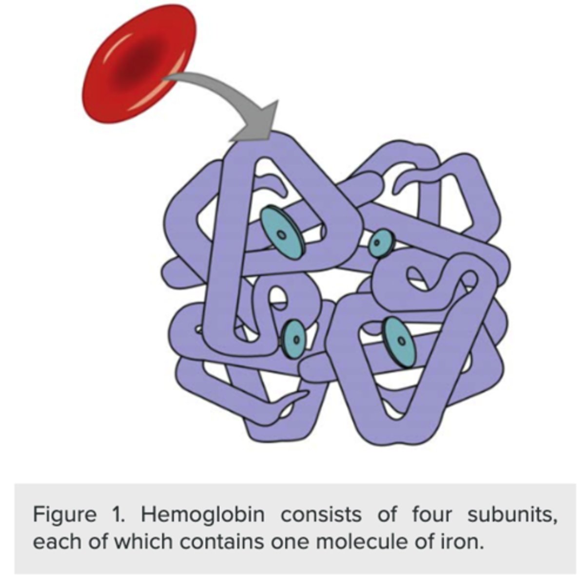 <p>one O2 molecule</p><p>(Note: total of four in</p><p>one molecule of hemoglobin)</p>