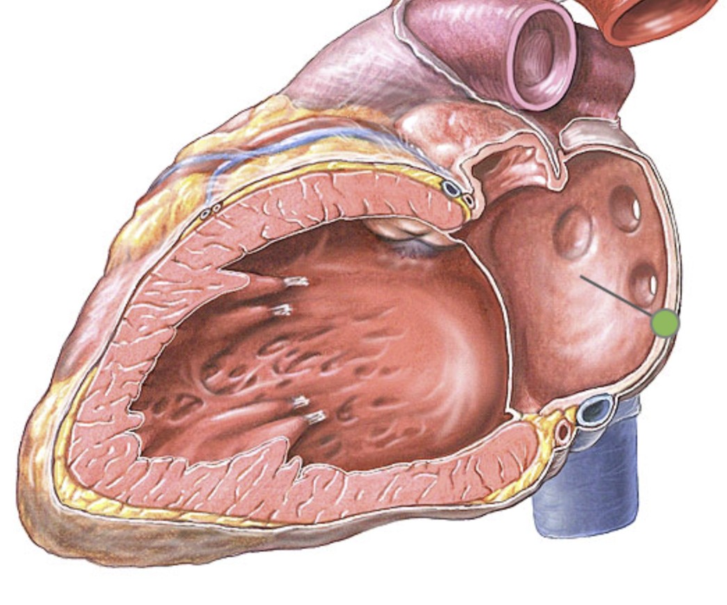 <p>What separates the atria?</p>