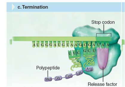 <p>Stop codone reached</p><p>Release factor binds the ribosomes</p><p>Complex falls off</p>