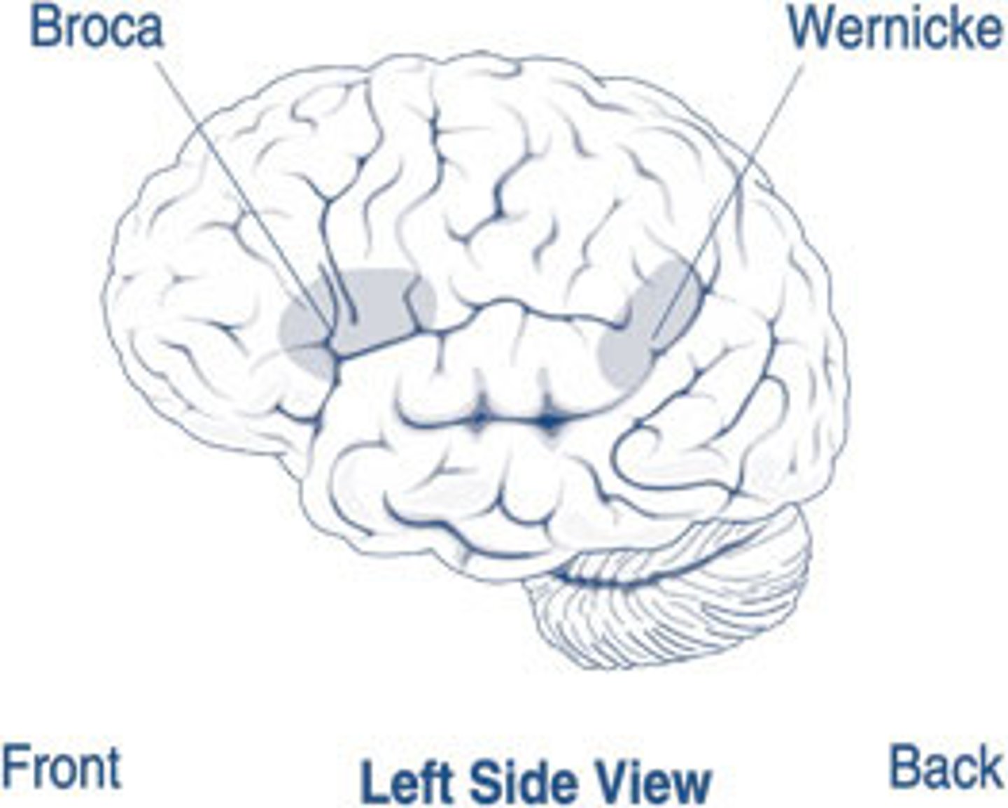 <p>controls language reception - a brain area involved in language comprehension and expression; usually in the left temporal lobe</p>