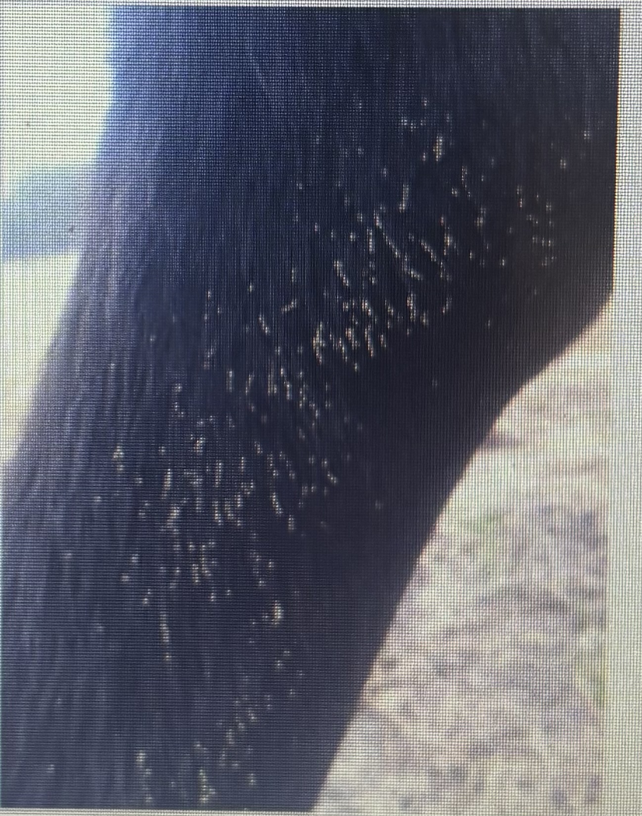 <p>Myiasis fly </p><p>Horse bots </p>