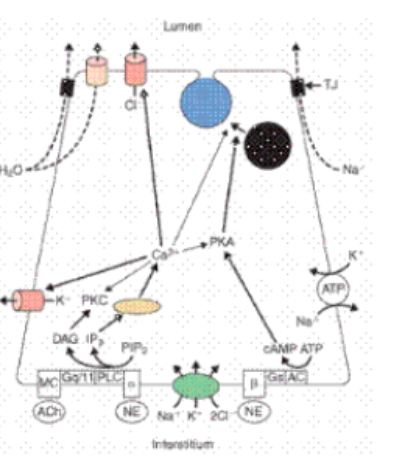 <p>what sets up the <strong>conditions</strong> for <strong><u>PROTEIN</u></strong> secretion by exocytosis</p>