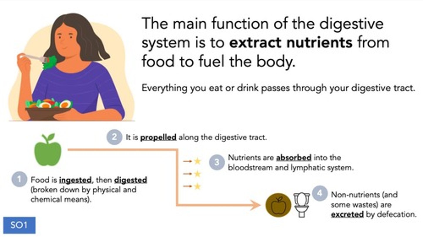 <p>Ingestion, propulsion, mechanical digestion, chemical digestion, absorption.</p>
