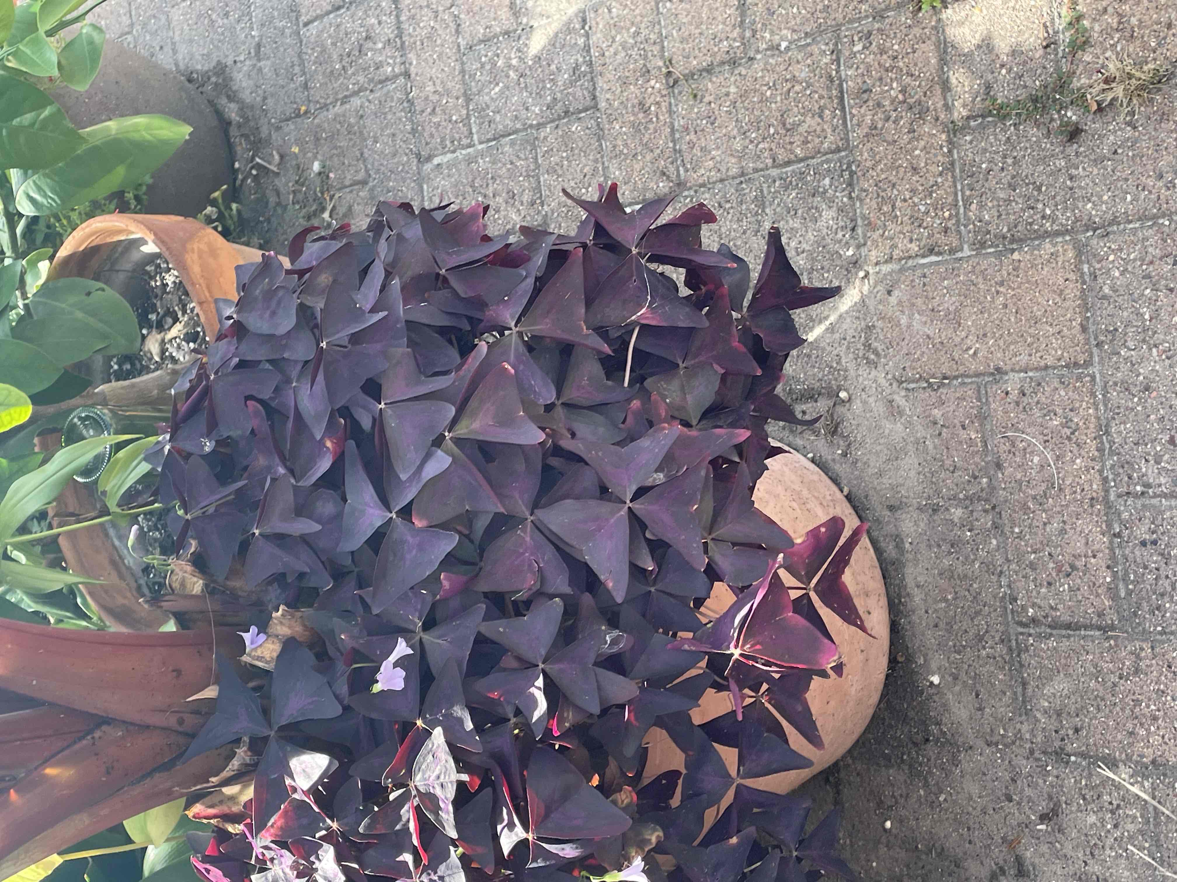 <p>Oxalis triangularis ‘Jroxburwi’</p>