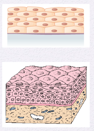 <p>Identify the Epithelium</p>