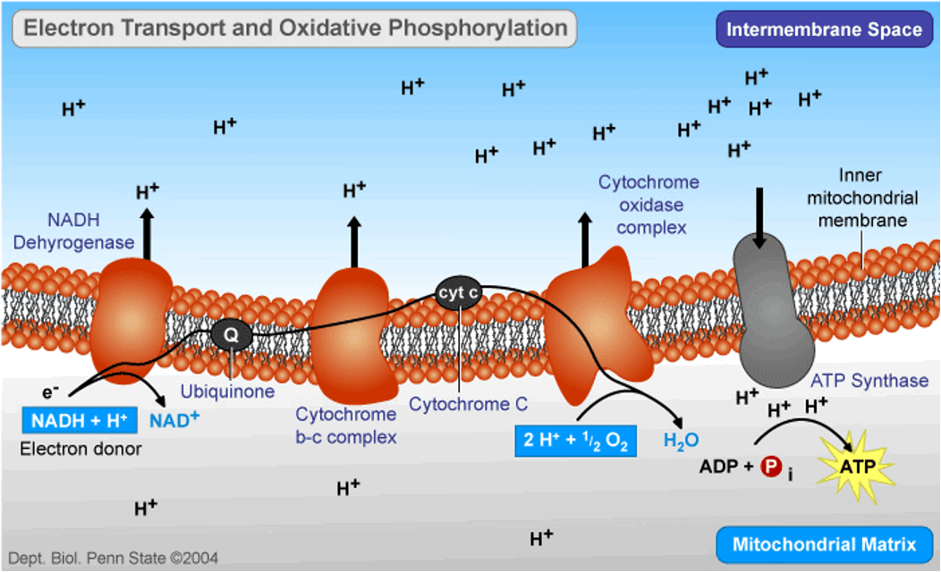 <p>→ process in which ATP is formed as a result of the electrons from NADH/FADH2 being transferred to oxygen by a series of electron carriers</p>