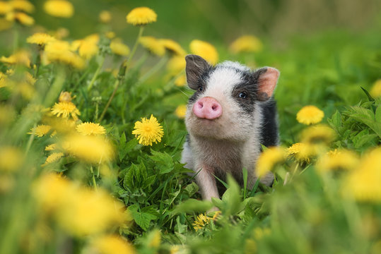 <p>Some pigs have been genetically engineered to express a fatty acid for higher levels of omega 3</p>