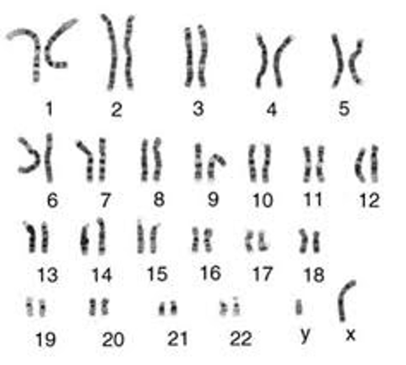 <p>A display of the chromosome pairs of a cell arranged by size and shape</p>