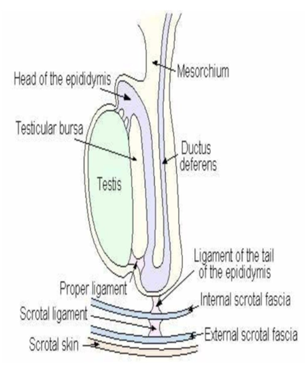 <p>remnant useful for finding retained testicles- responsible for testicular descent</p><p>will later shrink and degenerate turning into the proper ligament of the testis, the ligament of the tail of the epididymis, and the scrotal ligament</p>