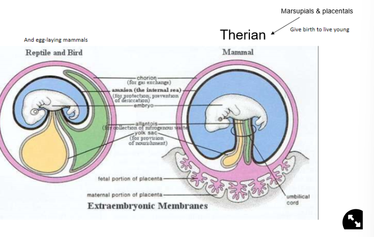 <p>homologous</p>