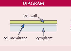 <p>-rigid structure that surrounds plant cells </p><p>-made of cellulose </p><p>-supports plant cells </p>