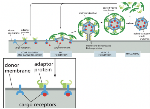 <p>select cargo into Clathrin-coated vesicles</p>