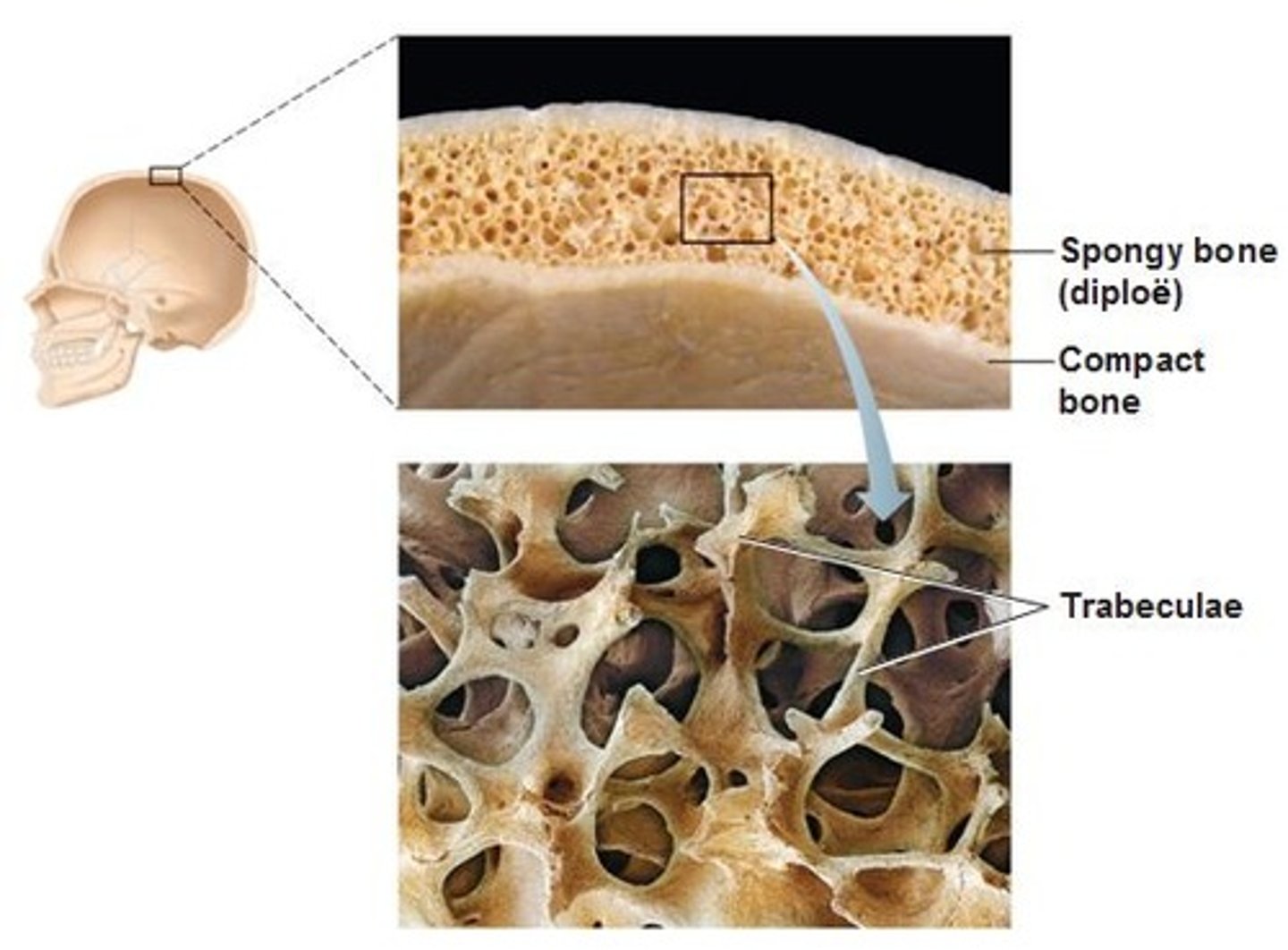 <p>-Compact bone with periosteum on outside</p><p>-Spongy bone with endosteum inside</p><p>-Contain marrow but don't have a marrow cavity</p>