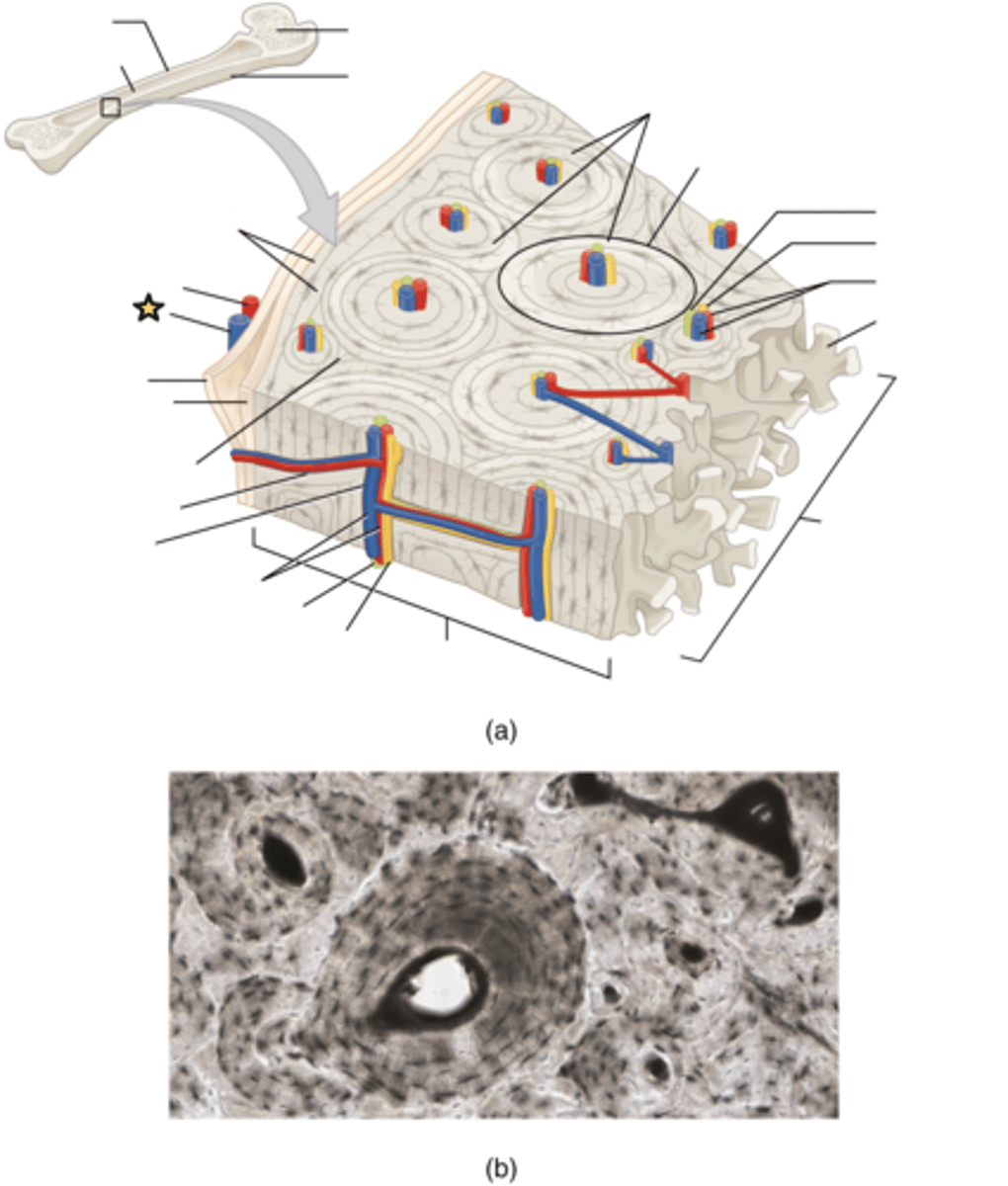 <p>Found in the periosteum; carries blood away from periosteum and outer layers of the bone</p>