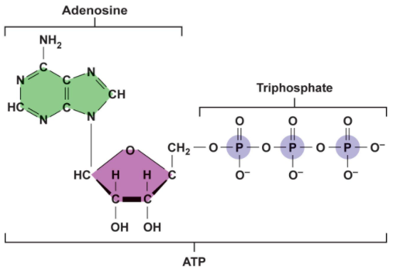 <p>what is the green molecule? </p>