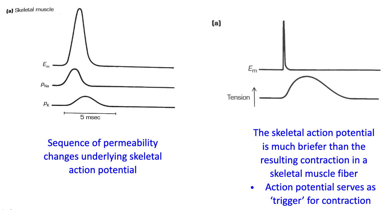 <ul><li><p>Similar in mechanism (voltage-gated Na+ and K+ channels)</p></li><li><p><strong>Directly triggers muscle contraction</strong></p></li><li><p>AP is <strong>shorter</strong> than contraction</p></li><li><p>AP acts as <strong>electrical “trigger”</strong> for muscle movement</p></li><li><p>Ex: High frequency APs → sustained tension (seen in tetanus/muscle spasms)</p></li></ul><p></p>