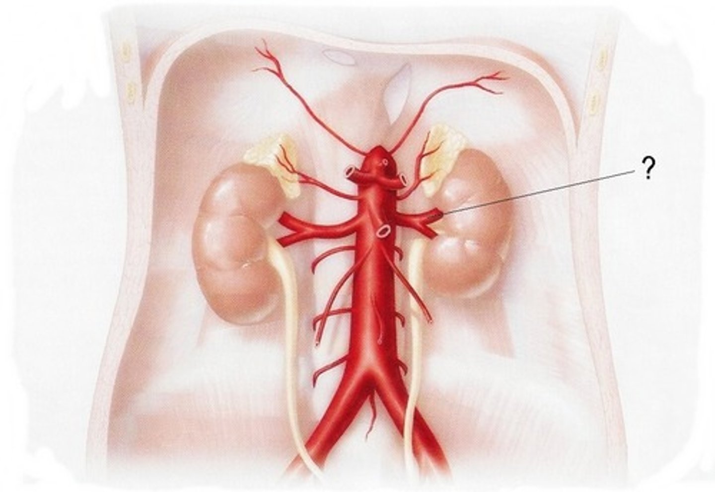 <p>The two branches of the abdominal aorta that supply the kidneys</p>