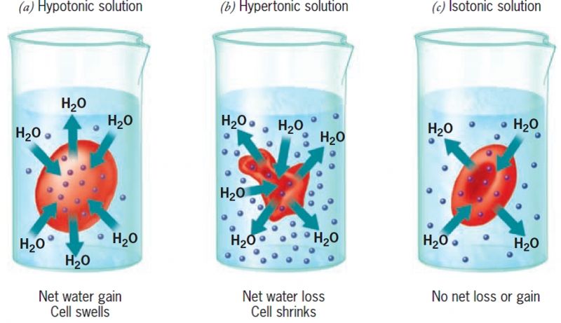 <p><span style="color: red">Isotonic- solution with the same solution concentration as inside of the cell. Water will stay equal, net change=0, and water will go in and out of the cell equally</span></p><p><span style="color: red">Hypotonic- Solution with a lower solute concentration than the inside of the cell. Water will go into the cell, cell may grow</span></p><p><span style="color: red">Hypertonic- solution with a higher solute concentration than the inside of the cell. Water will leave the cell due to osmosis, cell may shrink</span></p>