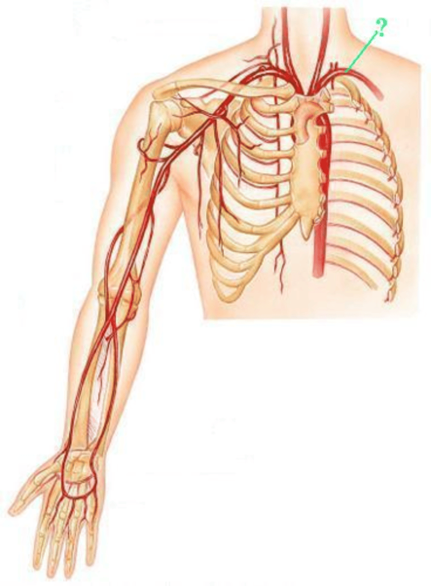 <p>Identify the indicated blood vessel.</p>